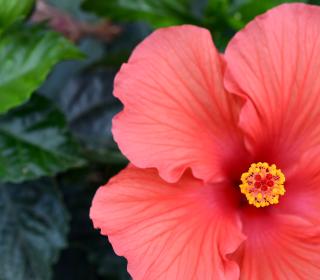 A brilliant red-pink bloom of a hibiscus flower on a background of green leaves.