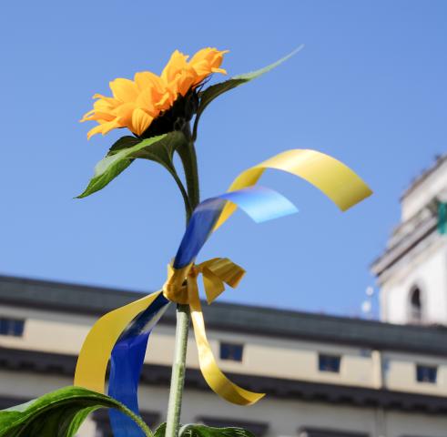 Photo of a sunflower with blue and yellow ribbons, the colours of the Ukrainian flag, tied around its stem