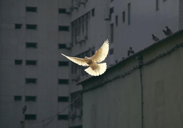A white dove, invoking peace, flies through an urban area.