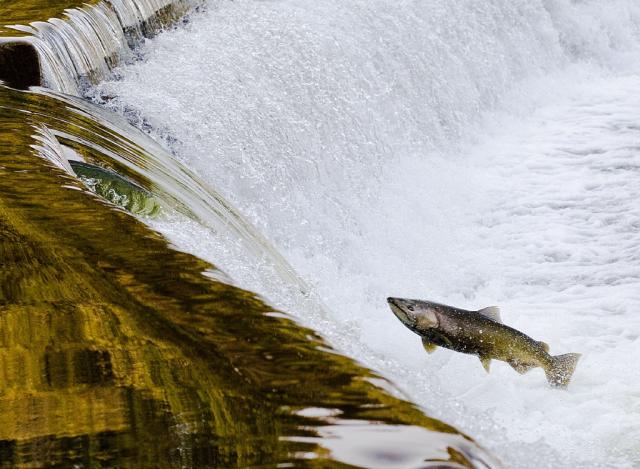 A large salmon jumps up a short waterfall on the Humber River in Toronto.