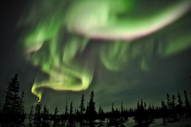 A swirling yellow and green aurora shines over wintery northern Manitoba pine trees.