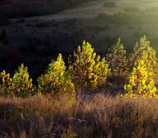Aspen trees shine in the fall light.
