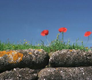 Remembrance day poppies atop stone wall.
