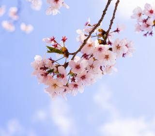 A branch of pink-white cherry blossoms against a subtle blue sky and light clouds.