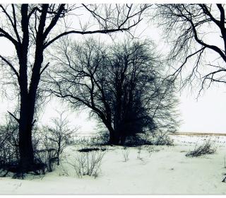 A copse of winter trees silhouetted in the snow.