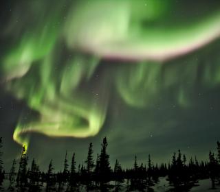 A swirling yellow and green aurora shines over wintery northern Manitoba pine trees.