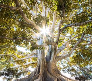 A close up photo of a large banyan tree with the sun shining through it.