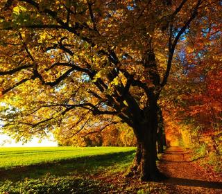 A tree is shown in the lowering sunlight, with autumn colours of red, yellow, and green swirl around it.