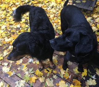 Two black dogs play together in the fall leaves.