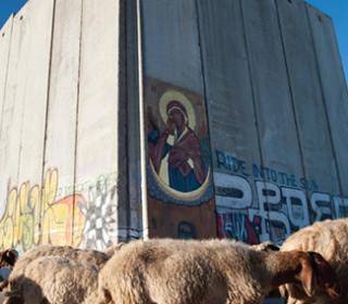 Shepherd by separation wall