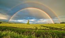 A brilliant double rainbow over a green field. A solitary tree stands beneath the apex of the colourful arch.