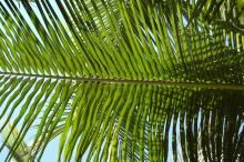 A green palm frond, brilliant in the sun and blue sky, spreads its leave horiztonally across this image.