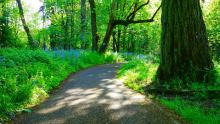 A purple flower lined forest pathway leads us forward.