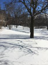 Snowfall in Etobicoke January 2019