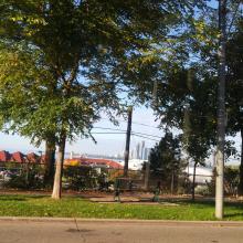 A glimpse of Lake Ontario, seen through trees and beyond buildings, from the 504 street car in Toronto.