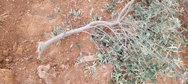 A broken olive branch from an uprooted tree after the K. family home was demolished.