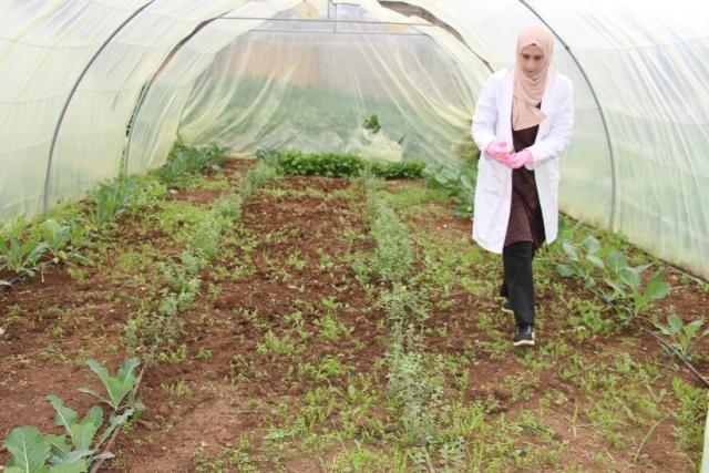 Abeer, a volunteer at the Al Husn refugee camp in Jordan, harvests vegetables for those in need. A volunteer at the Al Husn refugee camp in Jordan harvests vegetables in a greenhouse.