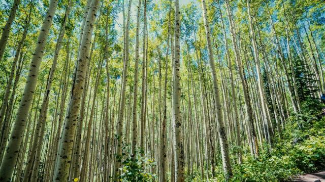 The trembling aspen is a common tree around the author's hometown. Aspen trees