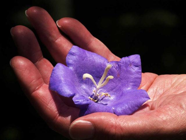 A person holds a purple, four-pointed fallen follow in their hand.