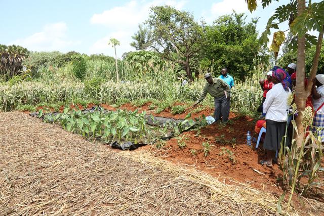 A conservation agriculture demonstration sponsored by the National Council of Churches in Kenya, Tharaka-Nithi County, Kenya A conservation agriculture demonstration sponsored by the National Council of Churches in Kenya, Tharaka-Nithi County, Kenya