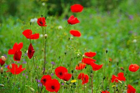 Red poppies in a green field