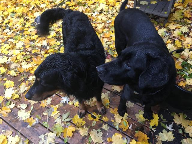 Two black dogs play together in the fall leaves.