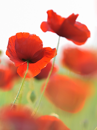 Poppies